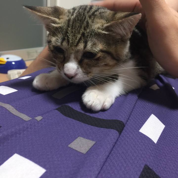 3e4d4396 a782 4bcc 856d d58256fdeb8a 1535878611124