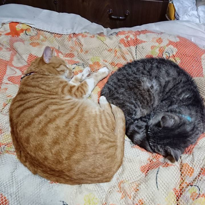 3e4ef6c5 8425 4942 a94e d3633fe22654 1571576632569