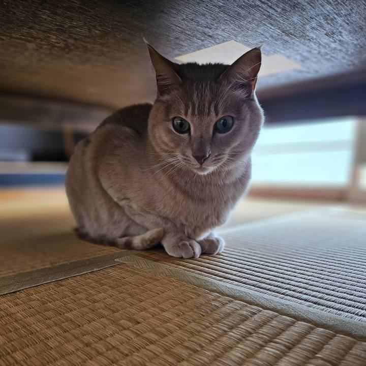 3e4f8156 bdff 422e ad86 bd1f7b6a84e0 1742107889697