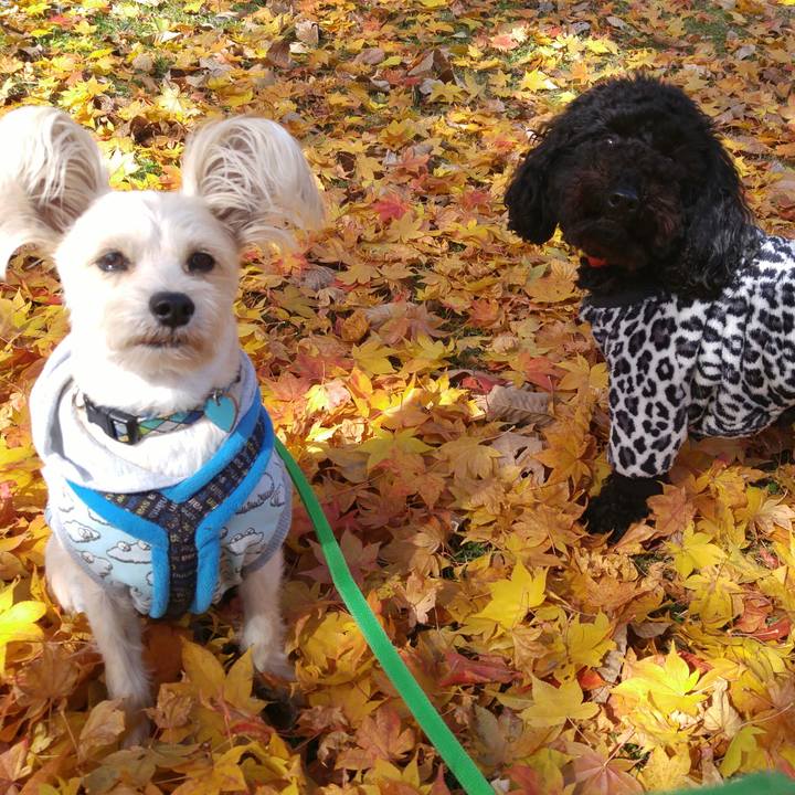 3e4fcc85 4d2d 4718 a9d6 ba235f9fe9f7 1509623192376