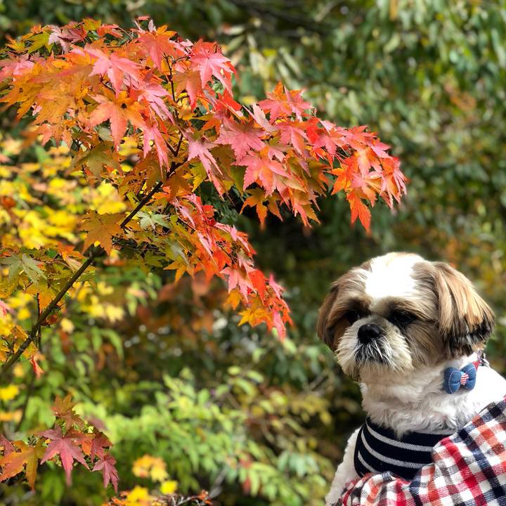 3e500b16 c101 4ada 8b44 8b040418d322 1541387601587