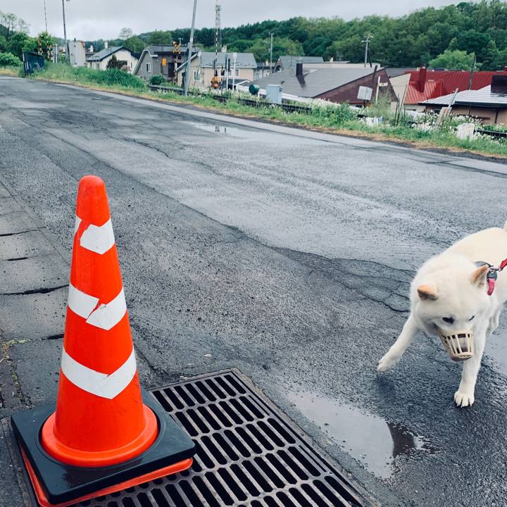 3e503a2b 334f 4bda 9871 ad988778b28c 1591480554292