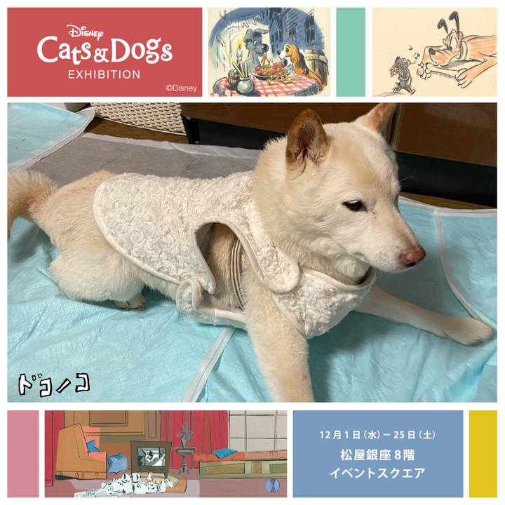 3e513cf2 04dc 4e33 9815 4e06a491298f 1638327319806