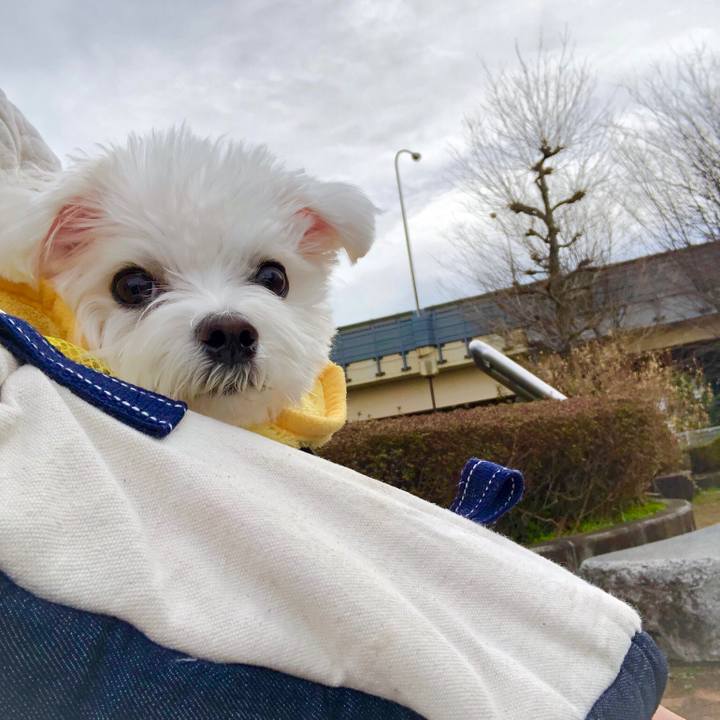 3e521b68 1ead 43ca b29b 3b4cd138a7b5 1552280013100