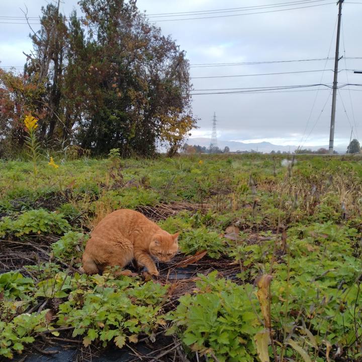 3e521f75 e04c 4f4c 98f9 48ab45a8f645 1668465740208