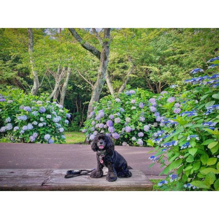 3e5233fa 79b3 41c1 add1 fbdaea3435ce 1687163656822