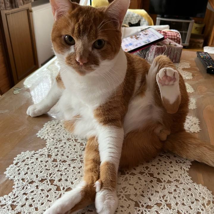 3e52fa15 9ea0 41b0 82f9 cda498f43e3b 1691365807057