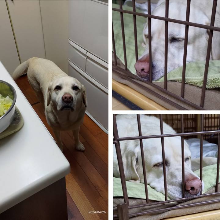 3e536c1c 66e0 4761 8469 76c3605dabe2 1714140089208