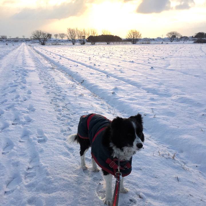 3e5435f2 66df 4ba5 9c4b 2e5c18a4fa46 1517966789168