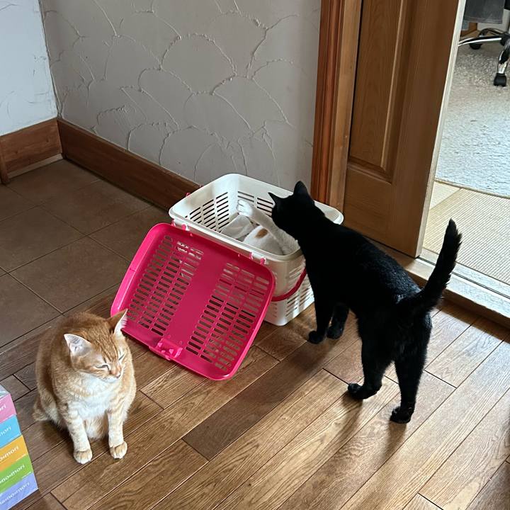 3e553b29 7664 4652 83be e08092c88876 1688352630380