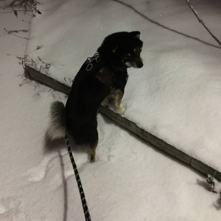 3e568502 8337 4fc7 915e be5681c0a1b6 1511654608452