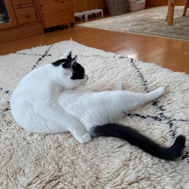 3e582b3f 4098 41c6 acd4 46309662dd9d 1764056706102