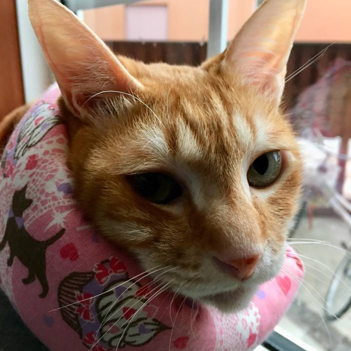 3e5970e5 5b02 4936 a8c0 2d2e52f01883 1529701240684