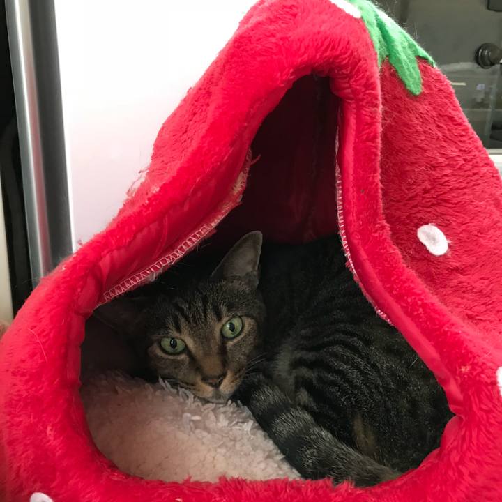 3e5b6f53 4e30 4d8b 9a68 a6a747ff9c97 1531789453168