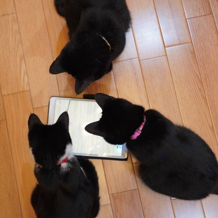 3e60cbc2 a4f8 440a adea 156f585999c8 1591526490866