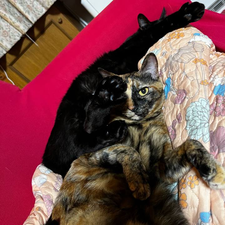 3e61e15c 8de2 4bb0 ad1d 32296d1d0dc5 1724594897020