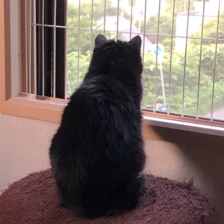 3e62b20a 59cc 49ca a9e7 df6e1704b77a 1595067159879