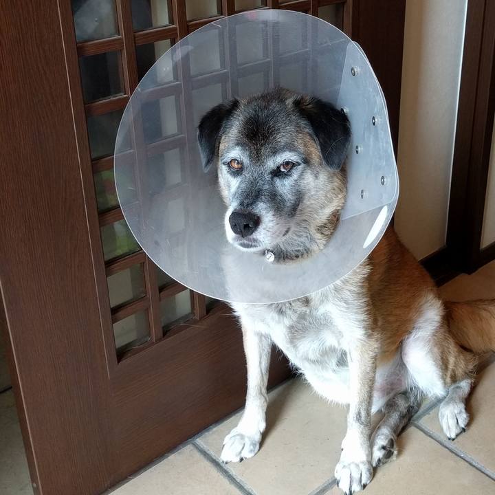 3e6346aa f7e5 4e9b 995d f5384cd3cd50 1535429437301