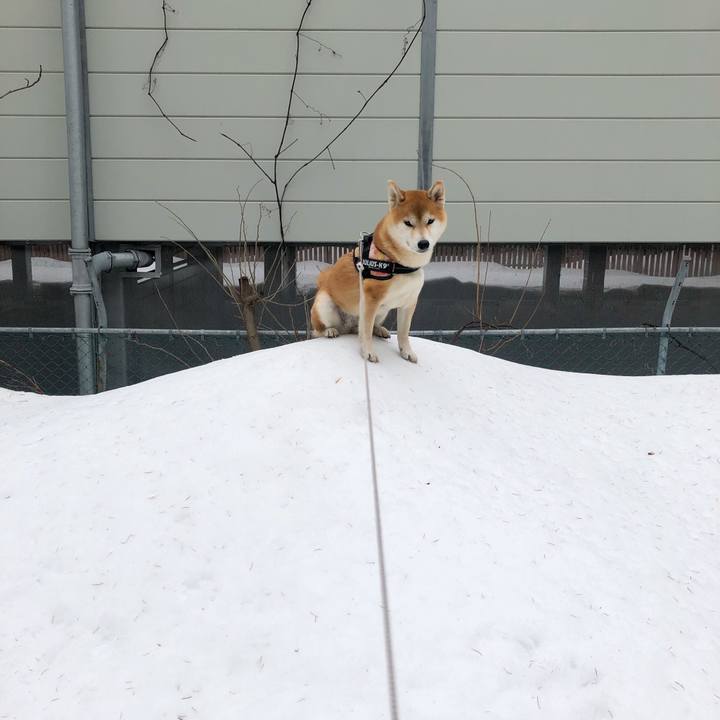 3e638458 4165 4cd1 adcd c72bbfc7def1 1552274306088