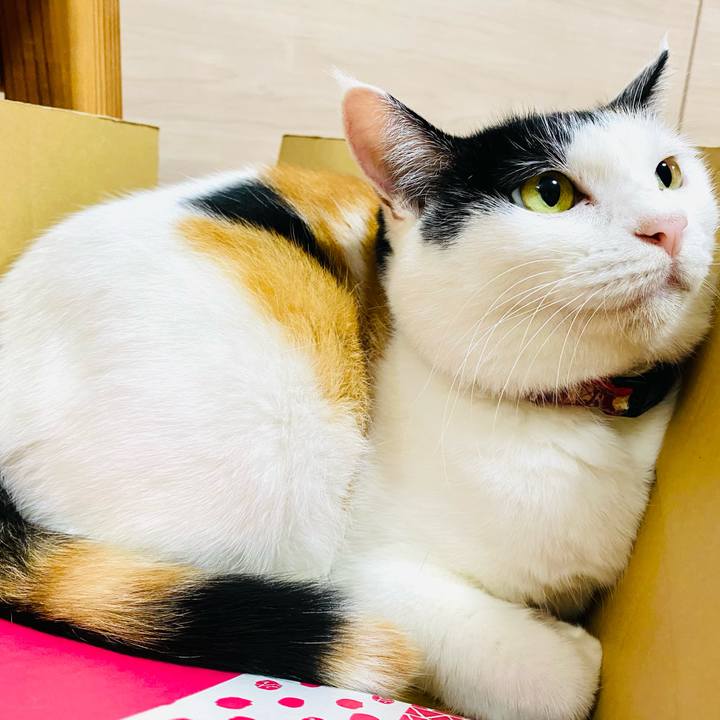 3e656e9e 59d7 4482 b16a 128883452294 1696422054610