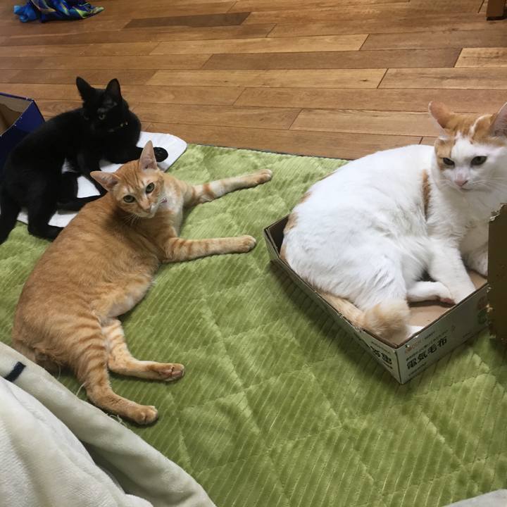 3e6d7ad9 d7d4 4e3e a760 88c85c34ef12 1544527997354