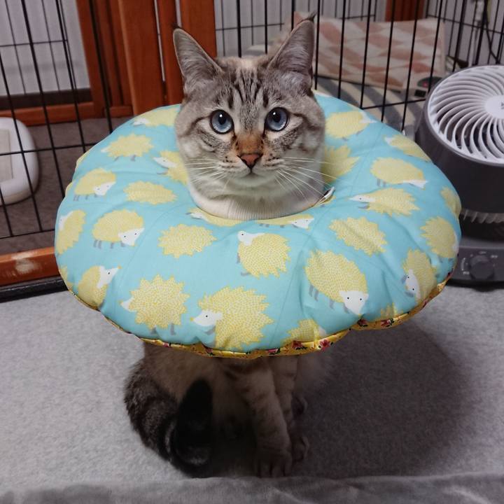 3e6d867a c351 417a 831f 49b80d10559b 1517610132126