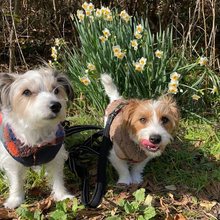 3e6e2e6a 01f0 447c a654 0afa804de3ed 1766373660403