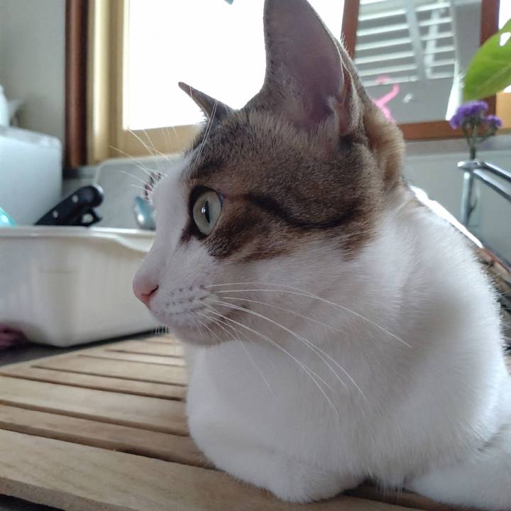 3e716117 2cd8 420e b316 1cbaa282e322 1742875842457