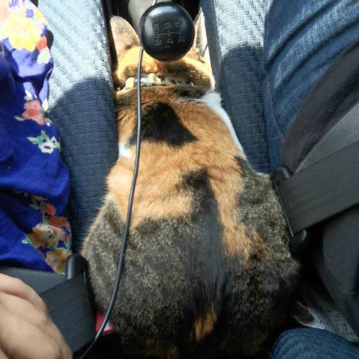 3e731e4a ef64 477b a471 378c0430a252 1544369840606