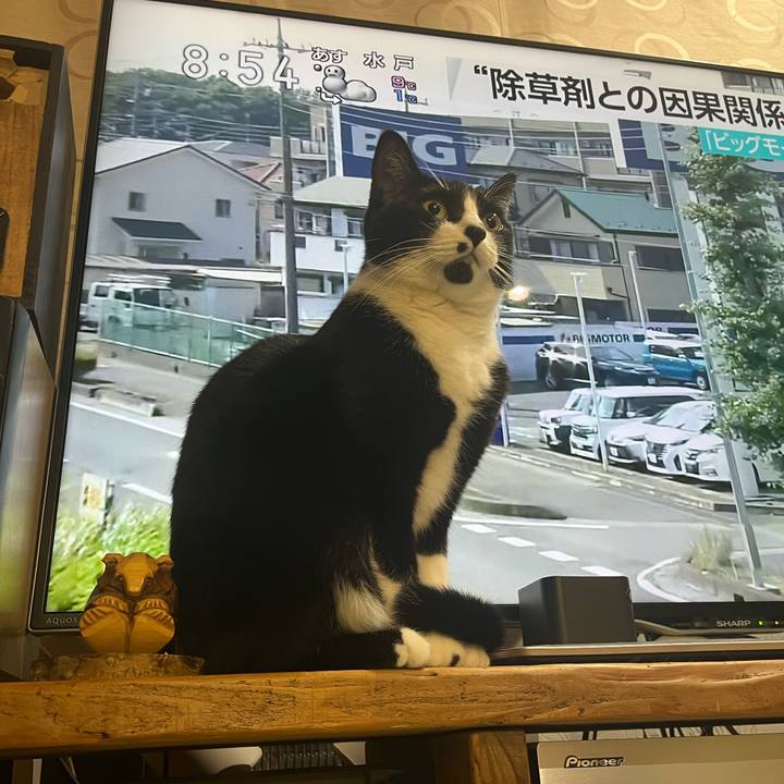 3e73695a 5479 404a 8e10 31339910b90e 1709820281613