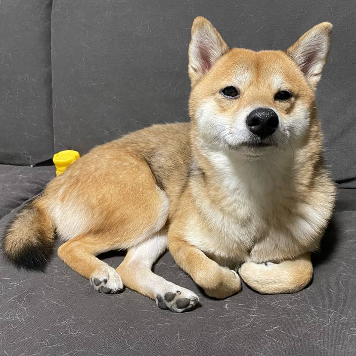 3e76cc2e 2e12 4943 886e b705f283fe94 1699449778021