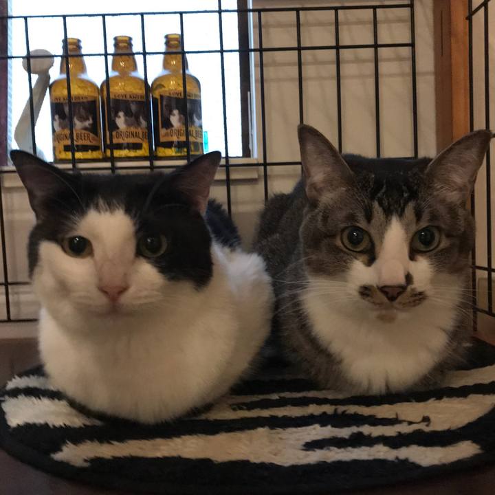 3e7e2ae1 4459 4ba7 af14 a64b47363251 1590963123661