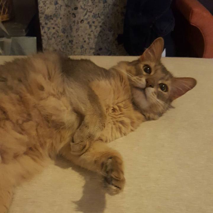 3e82cf80 8bd9 4715 9fe1 e0ee93c78099 1561038118418