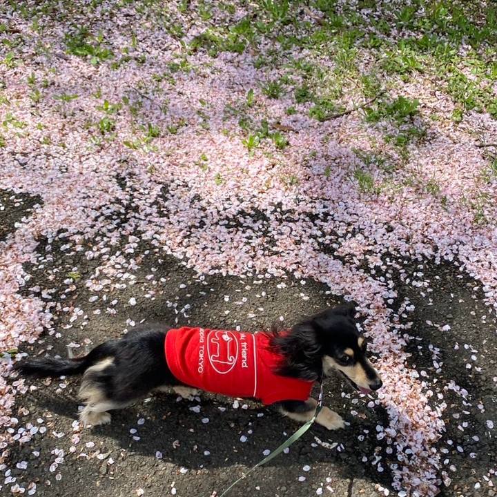 3e83c99c 9ea7 463b 8efa fdc28370111f 1744515706080