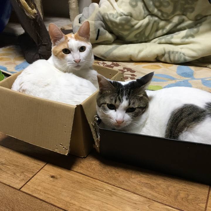 3e849741 10ef 4061 b065 5a3302d7ccfa 1512736426588