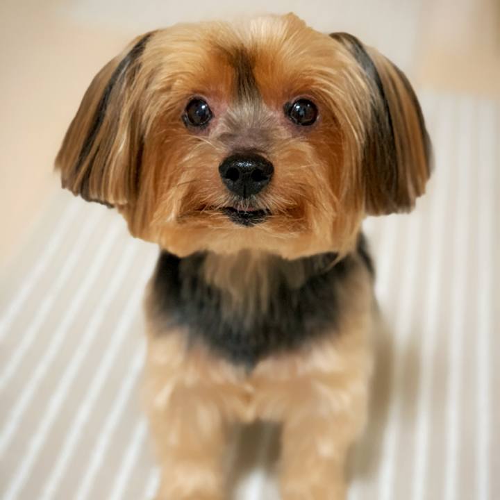 3e85b432 6273 42d1 b695 e05b756769f8 1576639374704