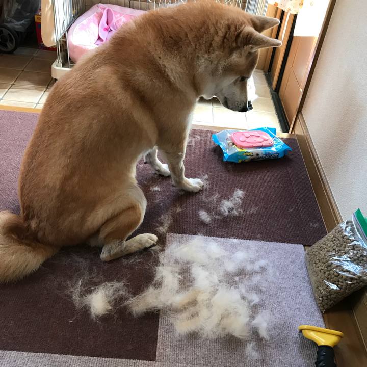 3e86db29 60c2 418b 81d2 589d8994d83b 1512032458191