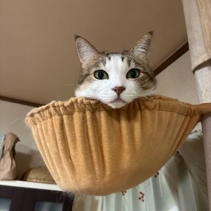 3e883e83 cde9 4dd9 b4c5 77189ad02f9a 1758368852840