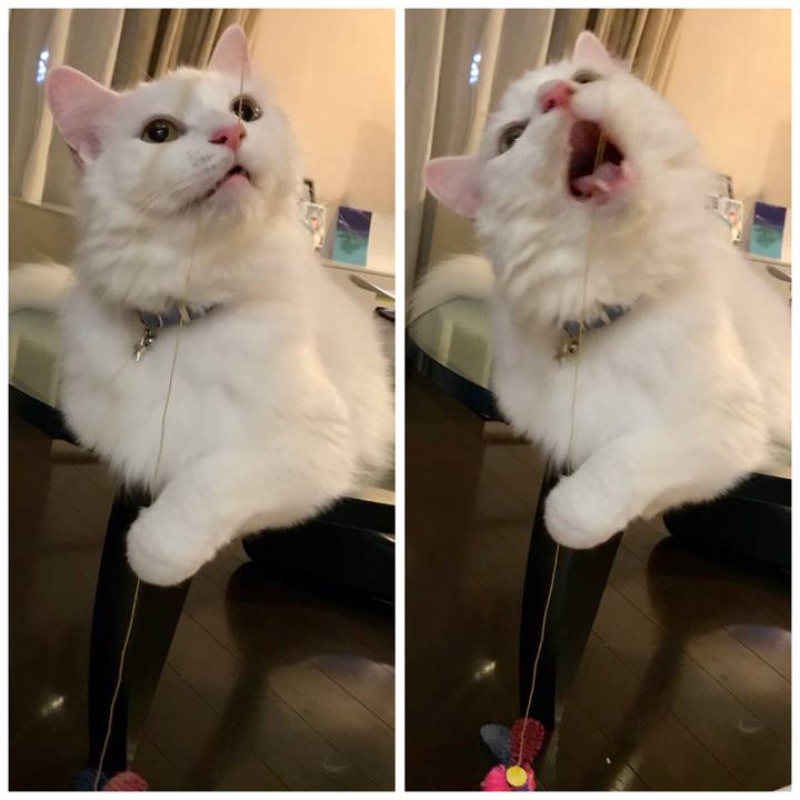 3e88429a 70d3 471d 852c 473315642a0d 1562859784101