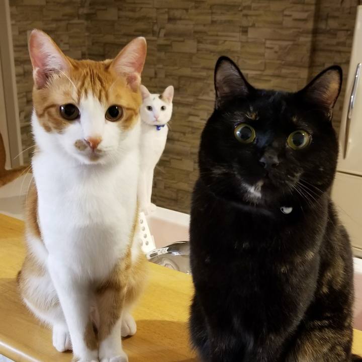 3e8a5374 212d 4c4a af1d e4caedf10139 1522767560269