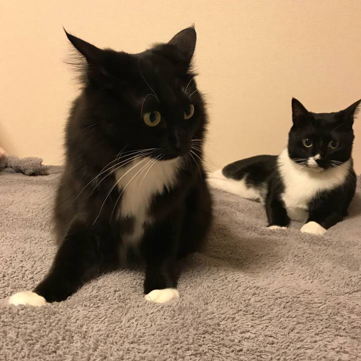 3e8a60e5 beb9 4a18 af83 0b17ebff42a7 1520289123026