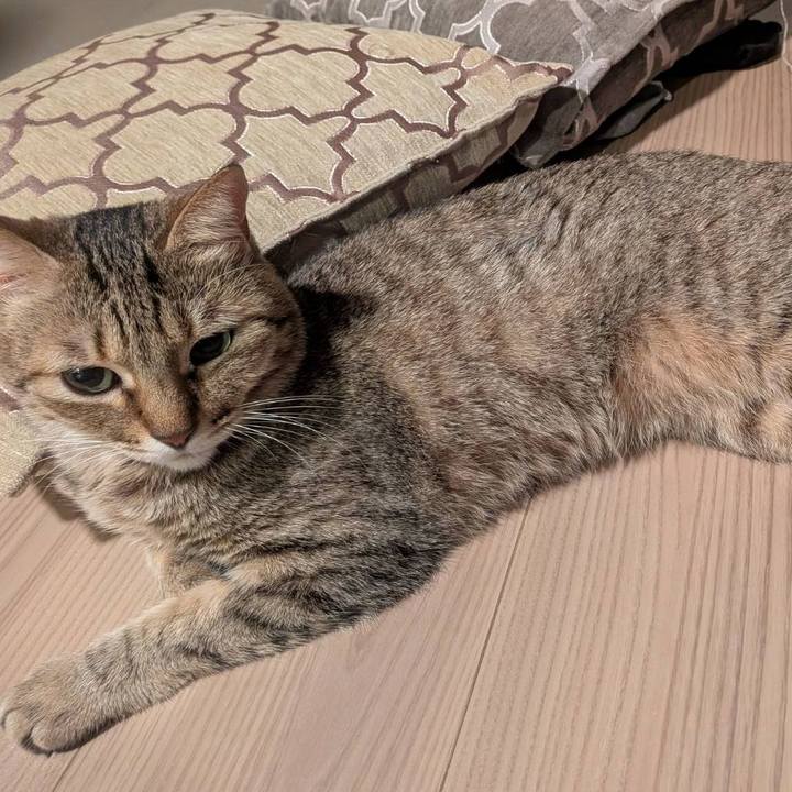 3e8d979b 788c 436d a83b 7b4f0b7e56ee 1765578491947