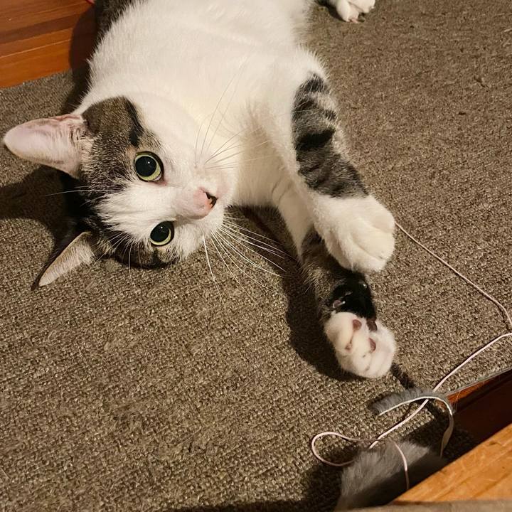 3e9591fe 90ca 4153 834a c8d6510904fc 1771934226992