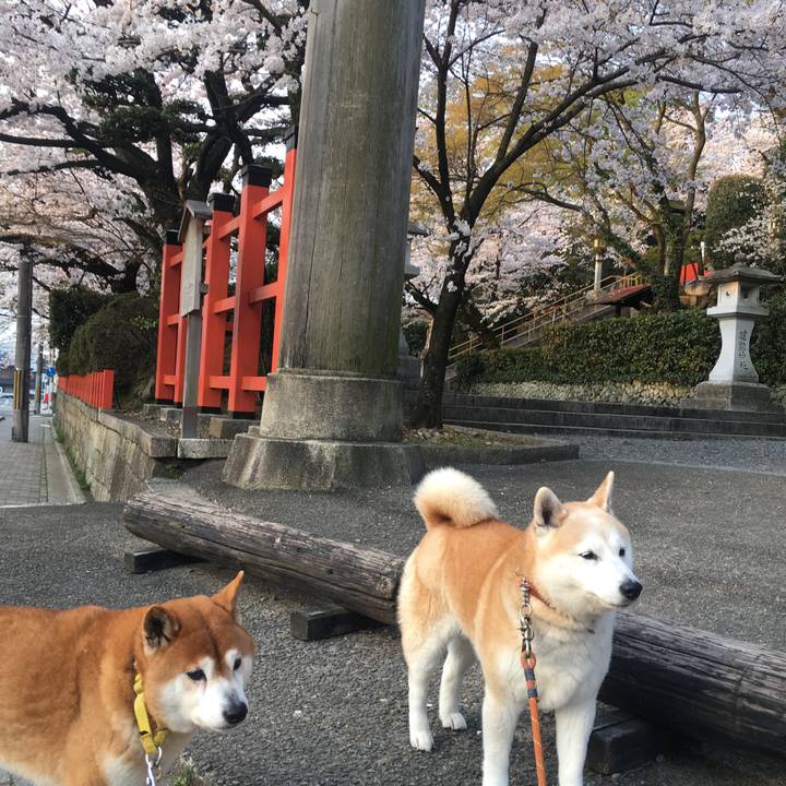 3e97c271 27c7 4c99 a62e 68cc746556d2 1522193025576