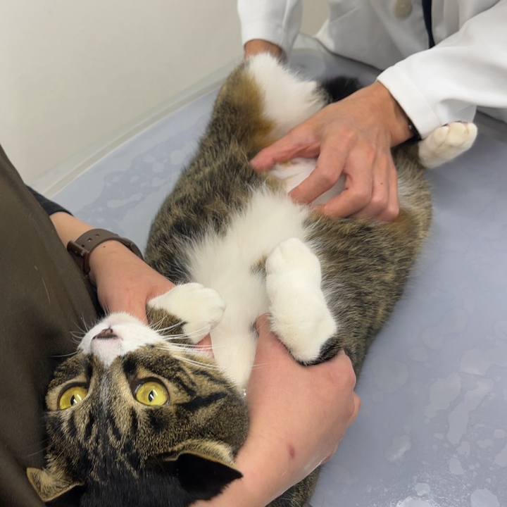 3ea6e4e6 78af 4cf8 8ebb 279daec0aaa1 1765068710445