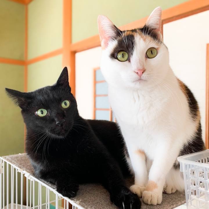 3eab35a7 755c 4cc1 8640 5cf54c02e4f7 1576720731424