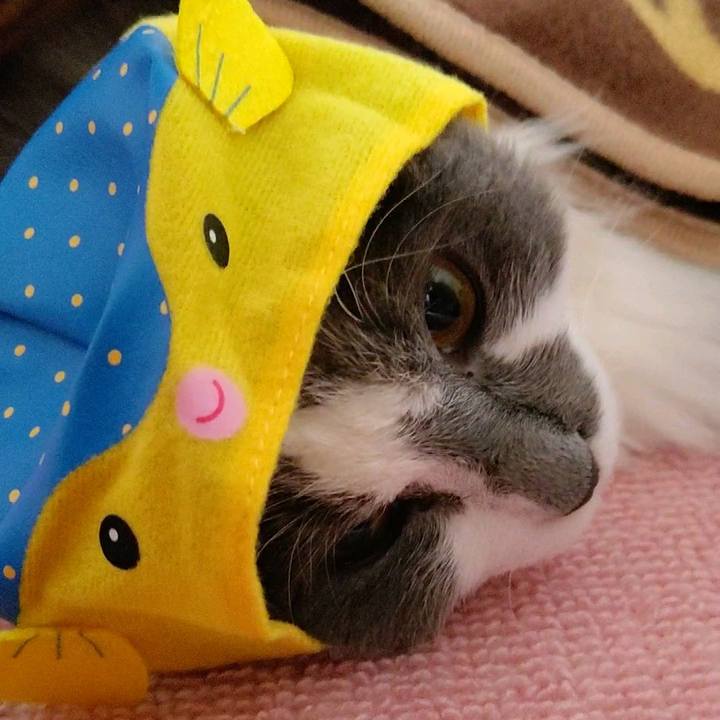 3ead6700 15b2 40dc a74d 4b61cfd30965 1587885412559