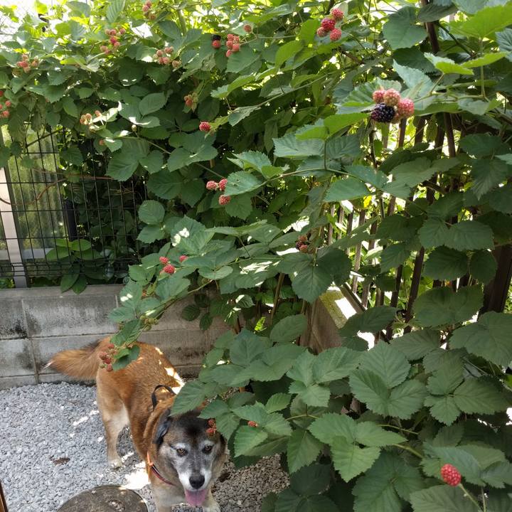 3eae2e47 ebcd 4cdd 9930 dee0293dbfba 1529885128212