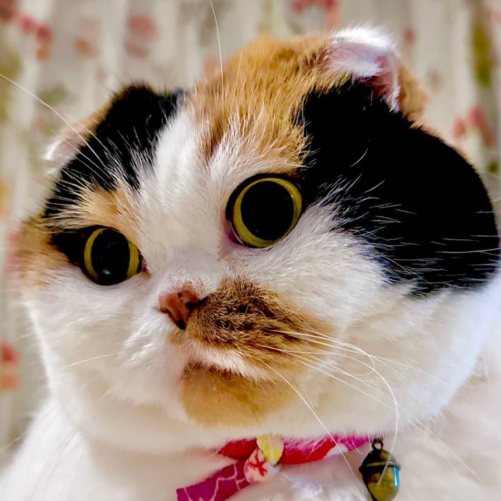 3eae60ca cfc1 4663 a20e 11287f1a063c 1670073452017