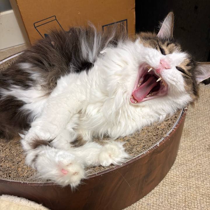 3eae8d7d 20c2 4c95 ad27 e1dce970d22c 1766276096372